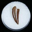 Beautiful Raptor Tooth From Morocco #5180-1